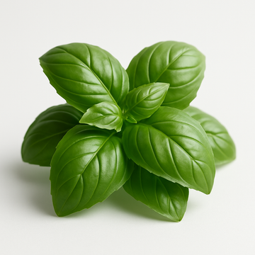 Egyptian Basil