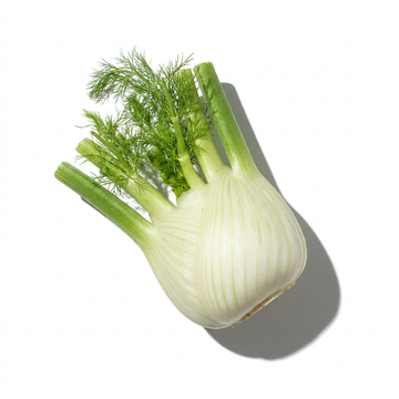 Fennel
