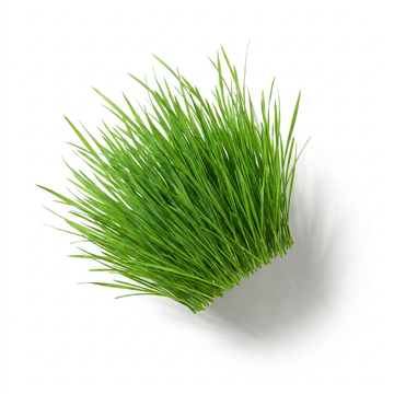 Grass