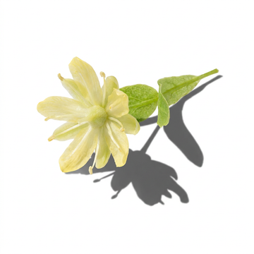Linden Blossom