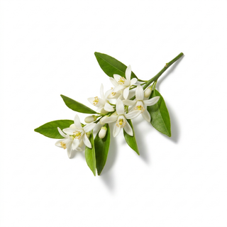 Orange Blossom