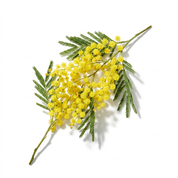 Acacia