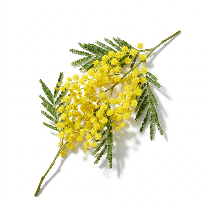 Acacia