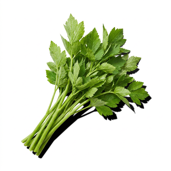 Angelica