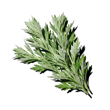 Artemisia