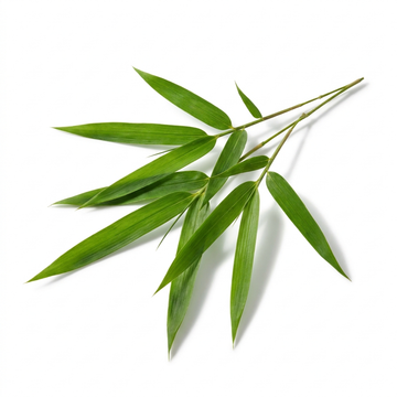 Bamboo Leaf