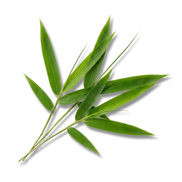 Bamboo