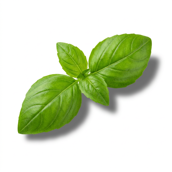 Basil