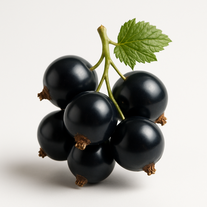 Black Currant