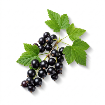 Blackcurrant
