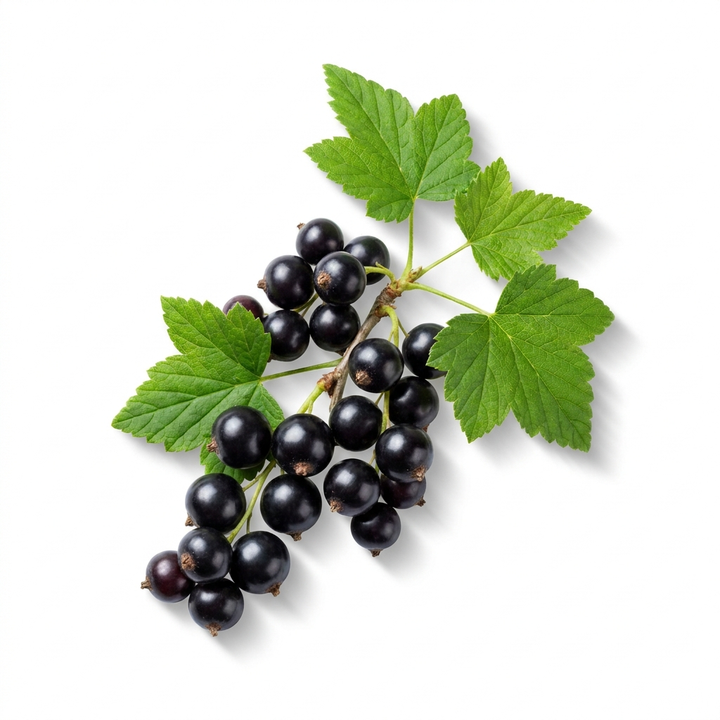 Blackcurrant
