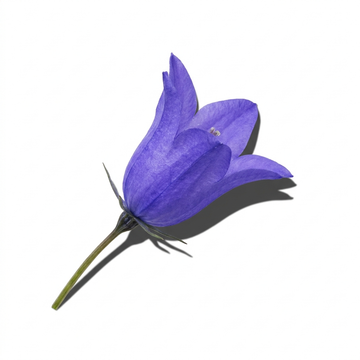 Bluebell