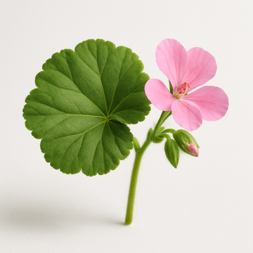 Bourbon Geranium