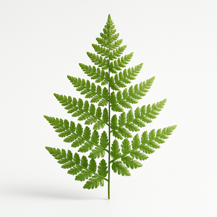 Bracken Accord