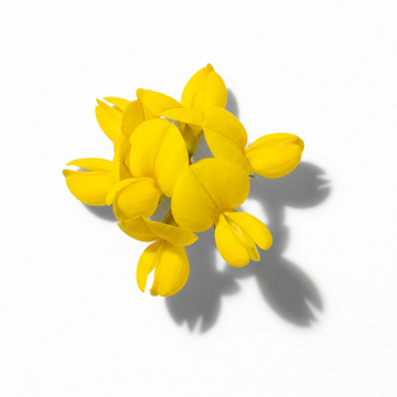 Broom