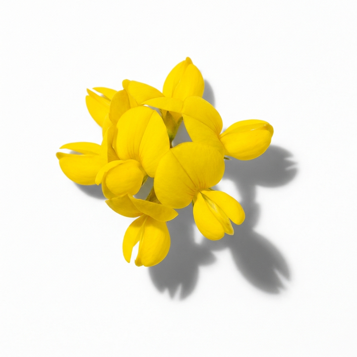 Broom