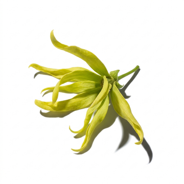Cananga