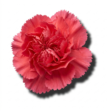 Carnation