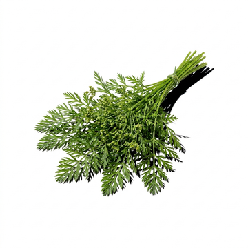 Carrot Seed