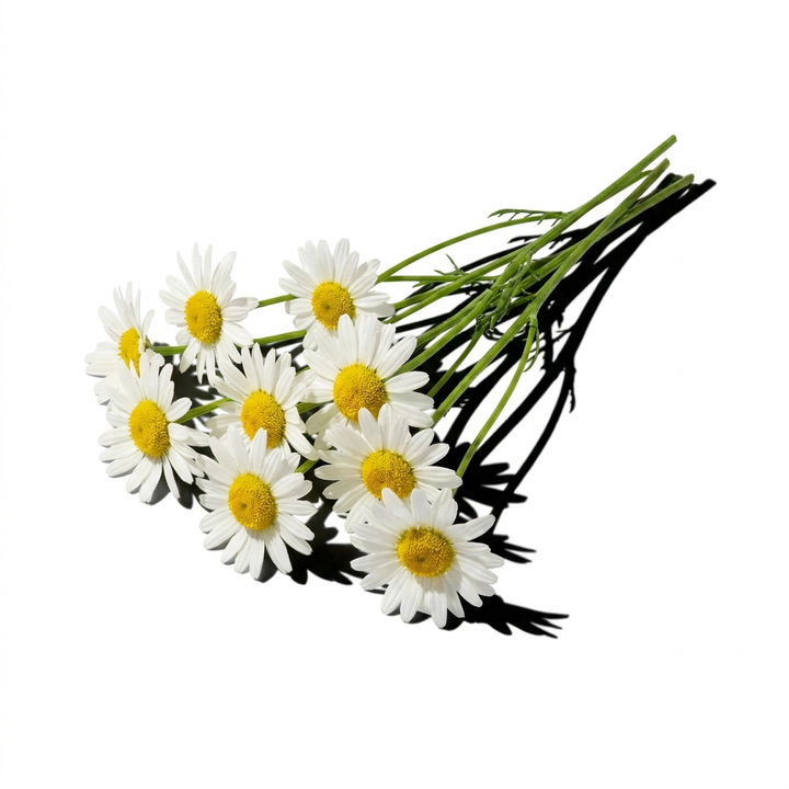 Chamomile