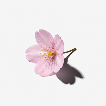 Cherry Blossom