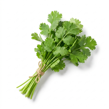 Cilantro