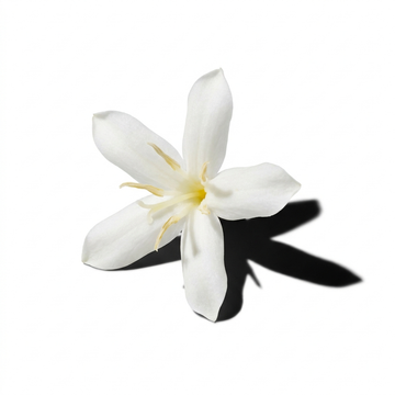 Coffee Flower