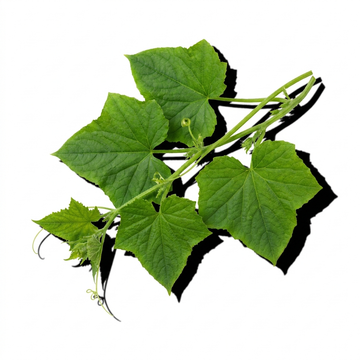 Cucumber