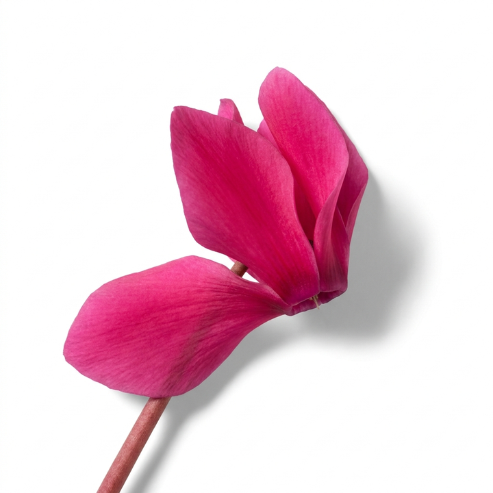 Cyclamen