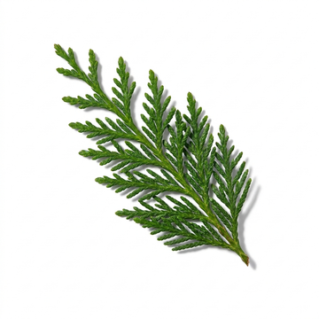 Cypress