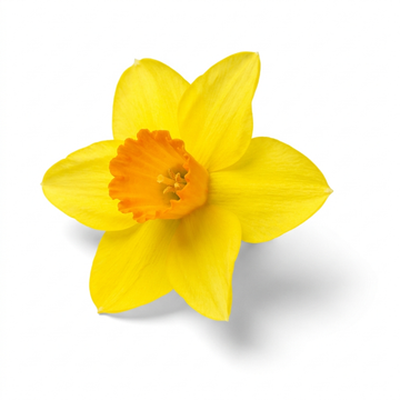 Daffodil
