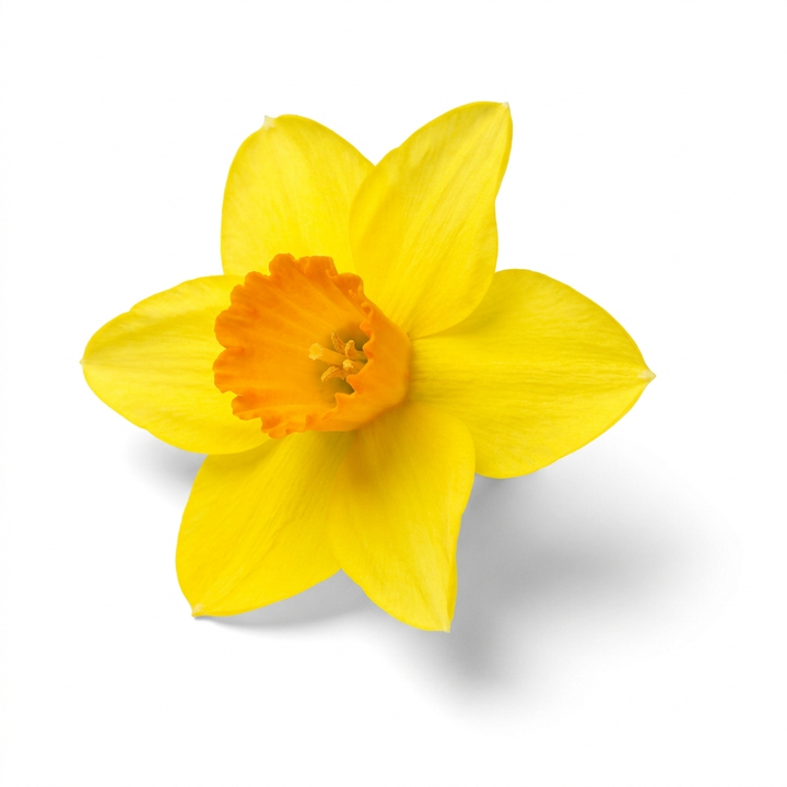 Daffodil