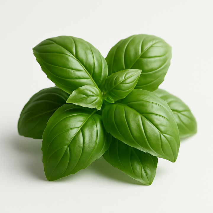 Egyptian Basil