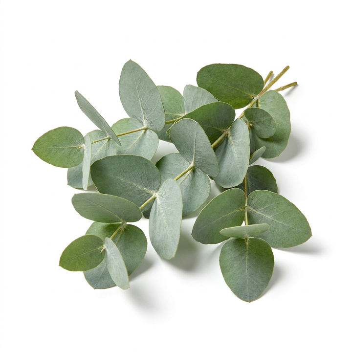Eucalyptus