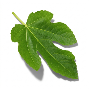 Fig Leaf