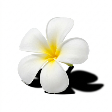 Frangipani