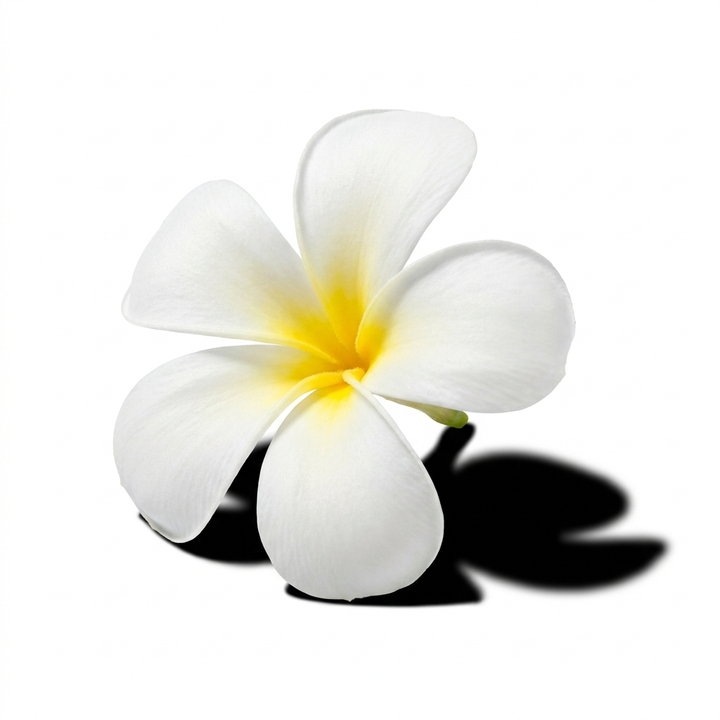 Frangipani