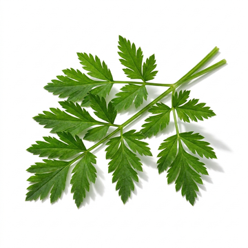 Galbanum Leaf