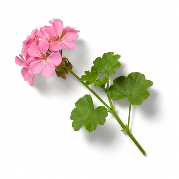 Geranium
