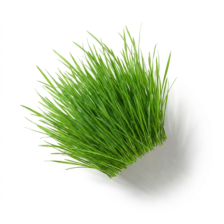 Grass