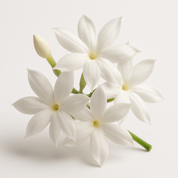 Grasse Jasmine