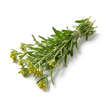 Helichrysum