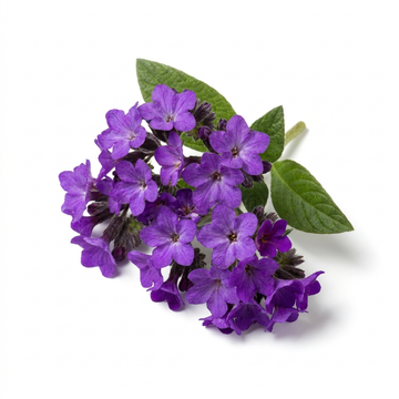 Heliotrope