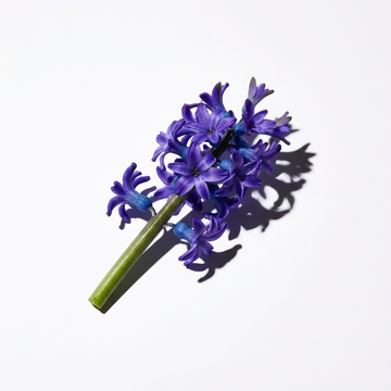 Hyacinth