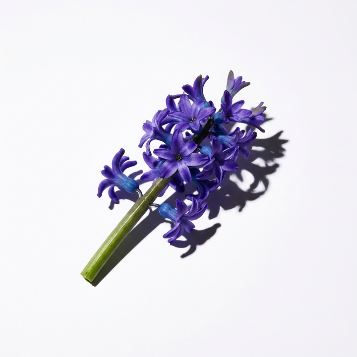 Hyacinth