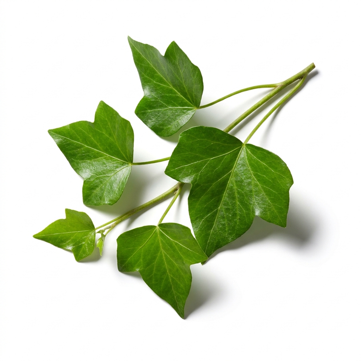Ivy