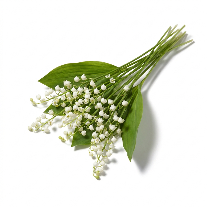 Lily of the Valley