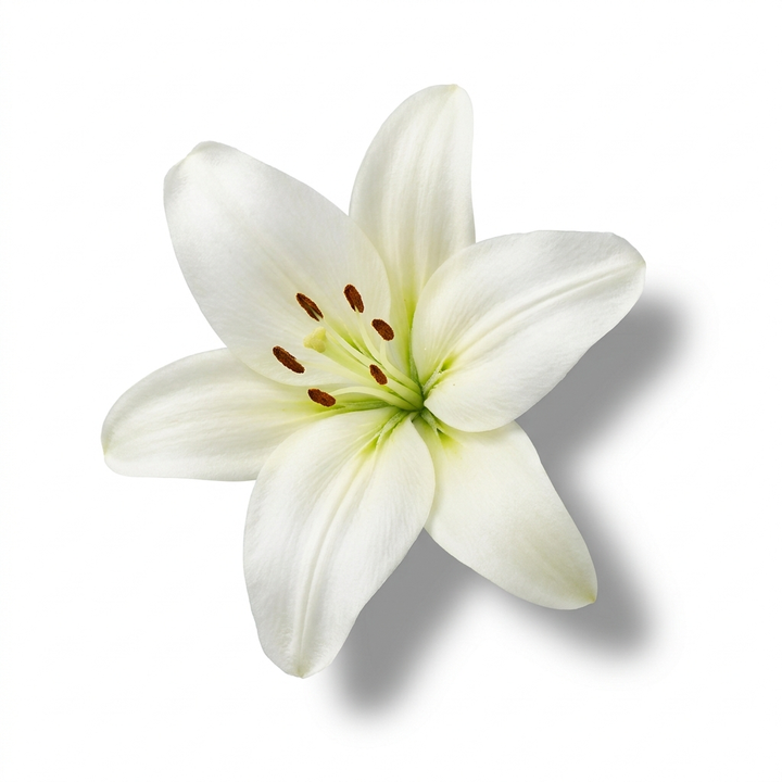 Lily
