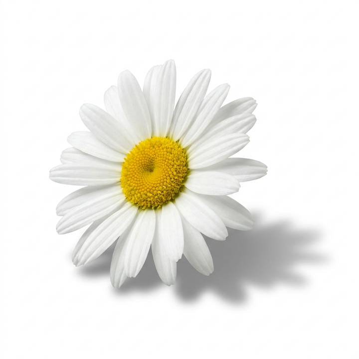 Marguerite Daisy