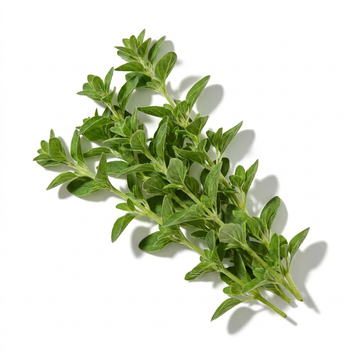 Marjoram